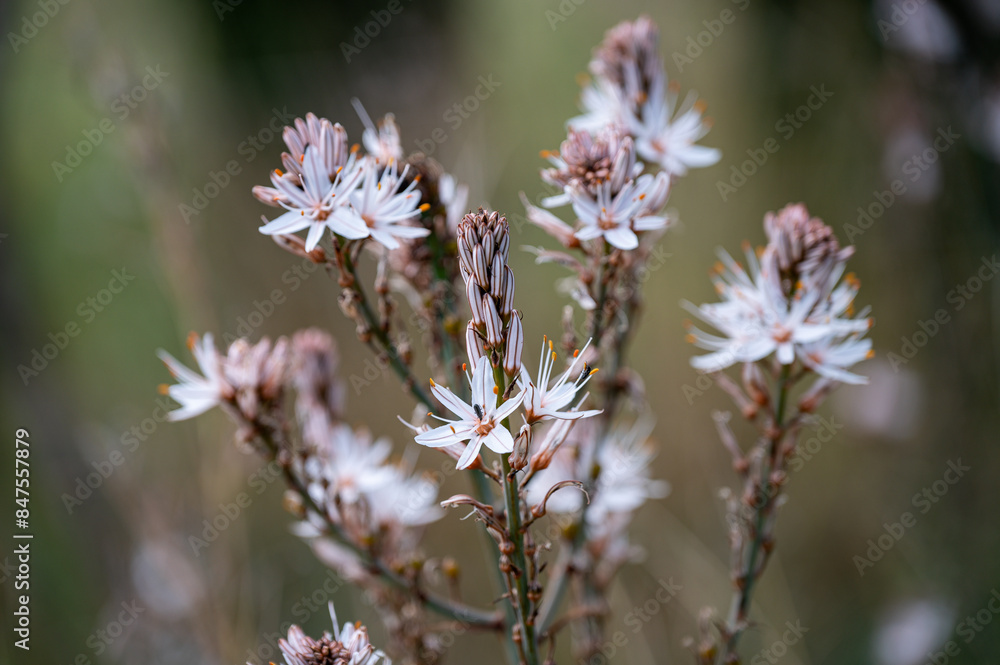 Mallorca, Landschaft, Mittelmeer, Pflanzen, Natur, Blumen, Tiere, Markt, Reisen, Travel, Europa, Mediterran Mallorca, Landschaft, Mittelmeer, Pflanzen, Natur, Blumen, Tiere, Markt, Reisen, Travel, Europa, Mediterran