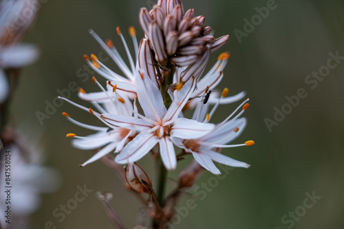 Mallorca, Landschaft, Mittelmeer, Pflanzen, Natur, Blumen, Tiere, Markt, Reisen, Travel, Europa, Mediterran photo