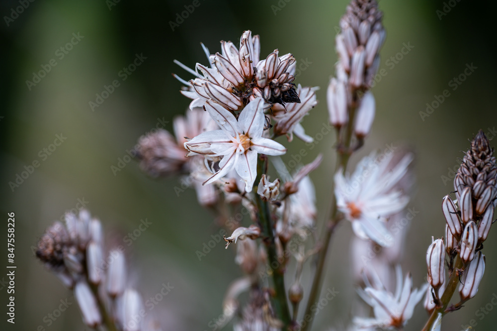 Mallorca, Landschaft, Mittelmeer, Pflanzen, Natur, Blumen, Tiere, Markt, Reisen, Travel, Europa, Mediterran Mallorca, Landschaft, Mittelmeer, Pflanzen, Natur, Blumen, Tiere, Markt, Reisen, Travel, Europa, Mediterran