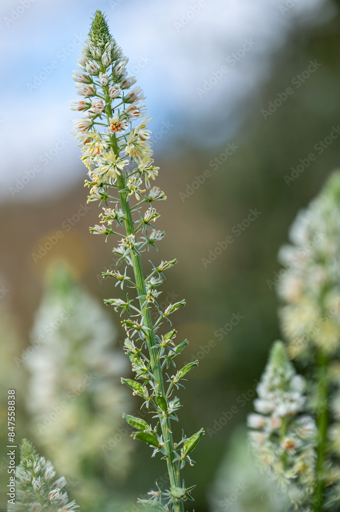 Mallorca, Landschaft, Mittelmeer, Pflanzen, Natur, Blumen, Tiere, Markt, Reisen, Travel, Europa, Mediterran Mallorca, Landschaft, Mittelmeer, Pflanzen, Natur, Blumen, Tiere, Markt, Reisen, Travel, Europa, Mediterran