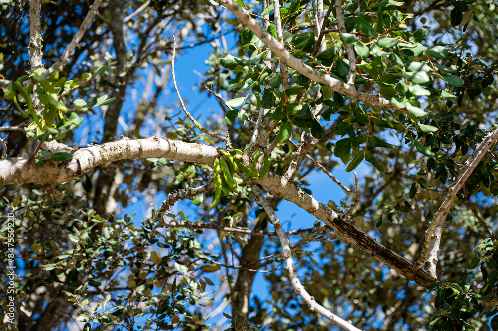 Fototapeta premium Knorrige Äste eines Mandelbaums vor blauem Himmel, Mallorca