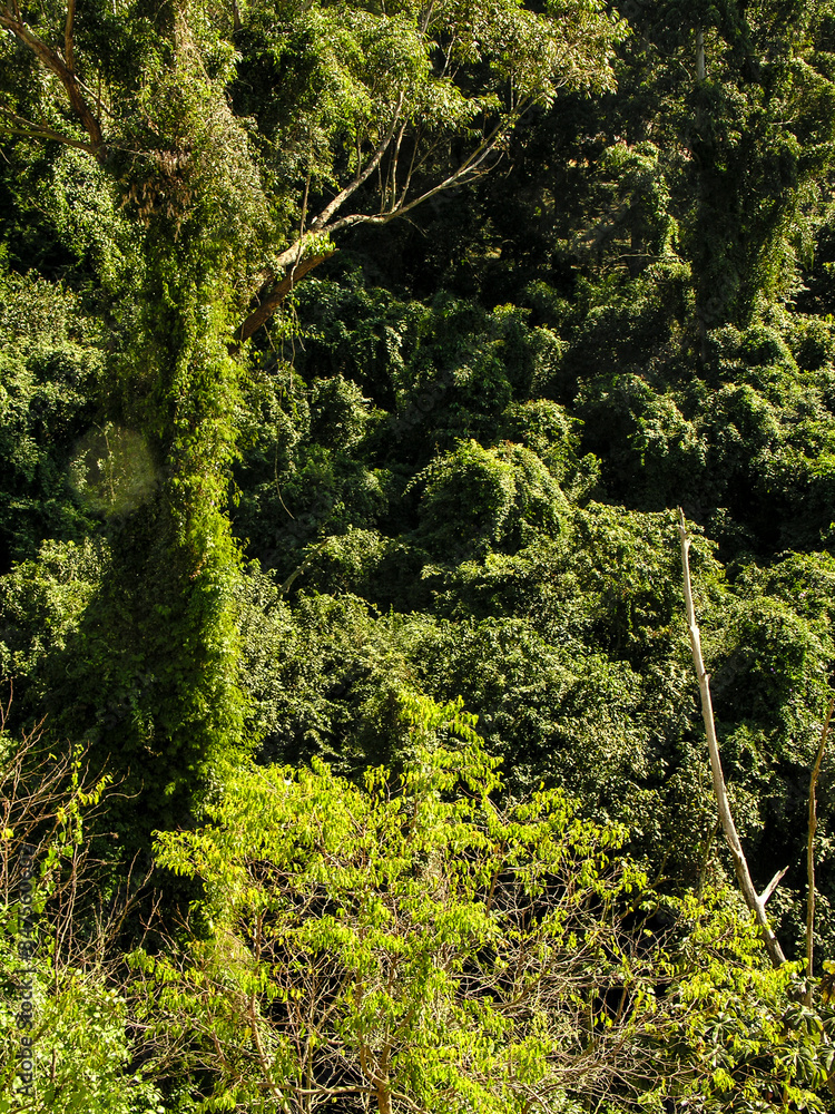 Obraz premium trees on the Atlantic Rainforest biome in Sao Paulo state, Brazil