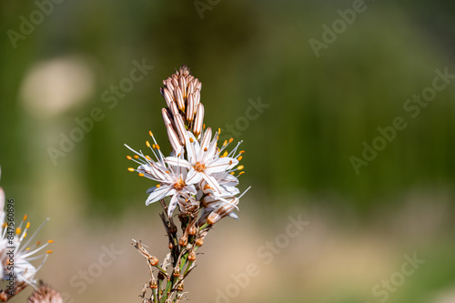 Mallorca, Landschaft, Mittelmeer, Pflanzen, Natur, Blumen, Tiere, Markt, Reisen, Travel, Europa, Mediterran