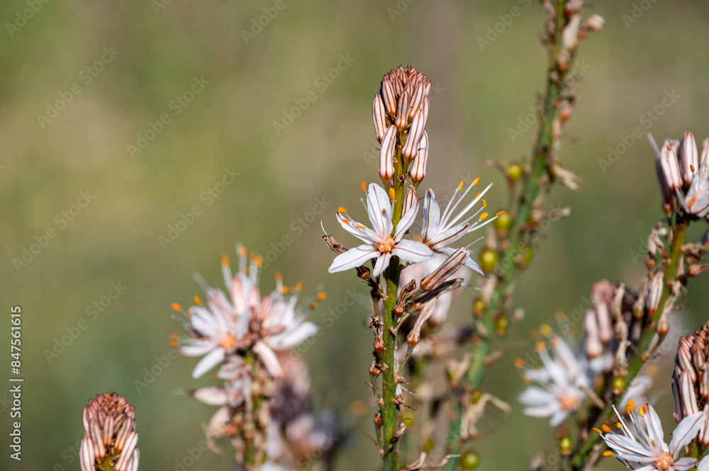 Mallorca, Landschaft, Mittelmeer, Pflanzen, Natur, Blumen, Tiere, Markt, Reisen, Travel, Europa, Mediterran Mallorca, Landschaft, Mittelmeer, Pflanzen, Natur, Blumen, Tiere, Markt, Reisen, Travel, Europa, Mediterran