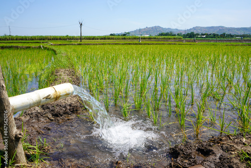 Irrigation of rice fields using pump wells with the technique of pumping water from the ground to flow into the rice fields. The pumping station where water is pumped from a irrigation canal.