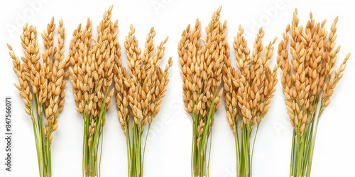 Group of rice stalks over white photo