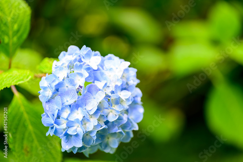 青い紫陽花のクローズアップ写真、緑の背景 © IEPPEI