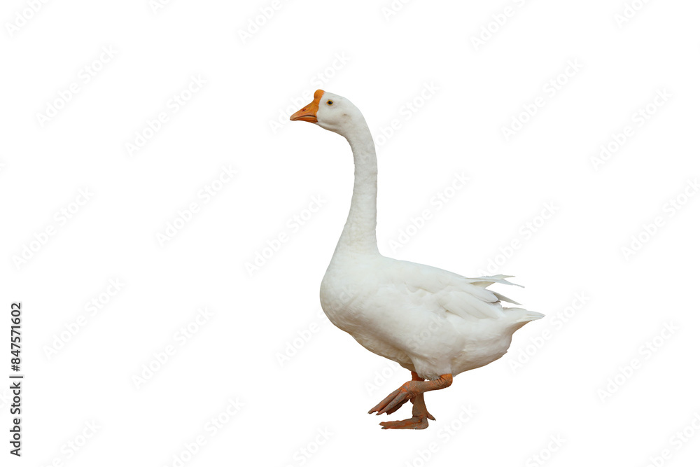 Beautiful American pekin isolated on transparent background png file Beautiful American pekin isolated on transparent background png file