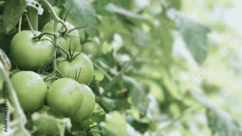Wallpaper Mural Green tomatoes growing in modern high tech greenhouse farming system. Torontodigital.ca