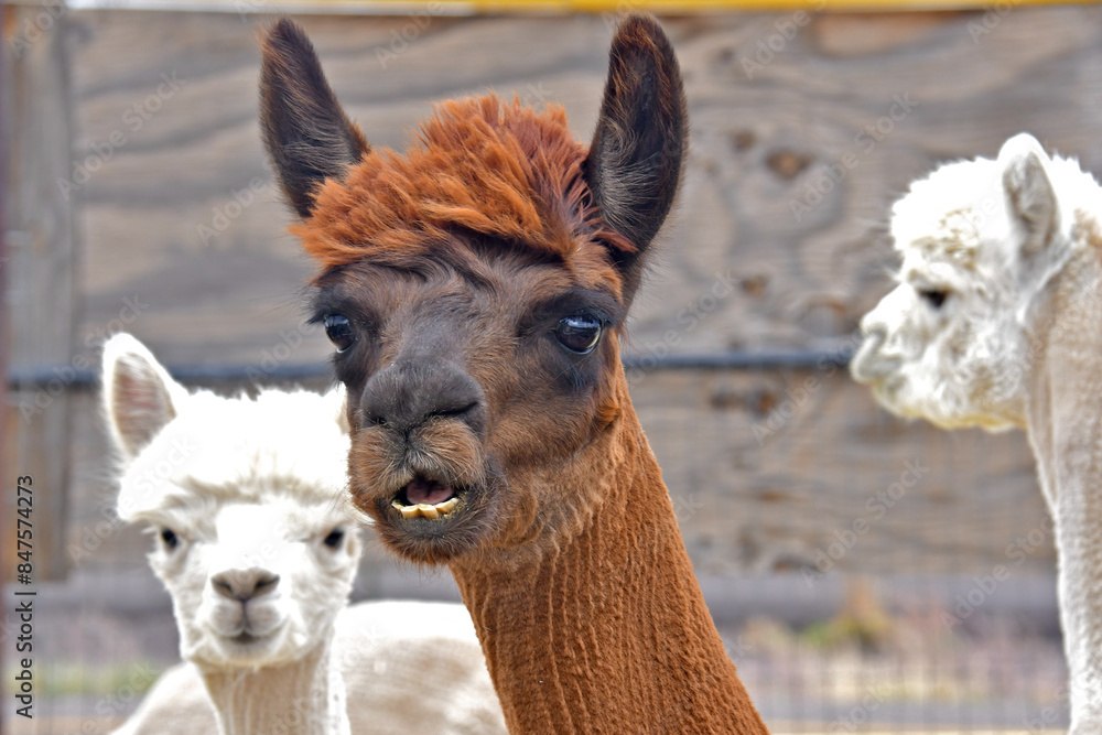 Brown Alpaca not pleased with short hair cut after close shearing Brown Alpaca not pleased with short hair cut after close shearing