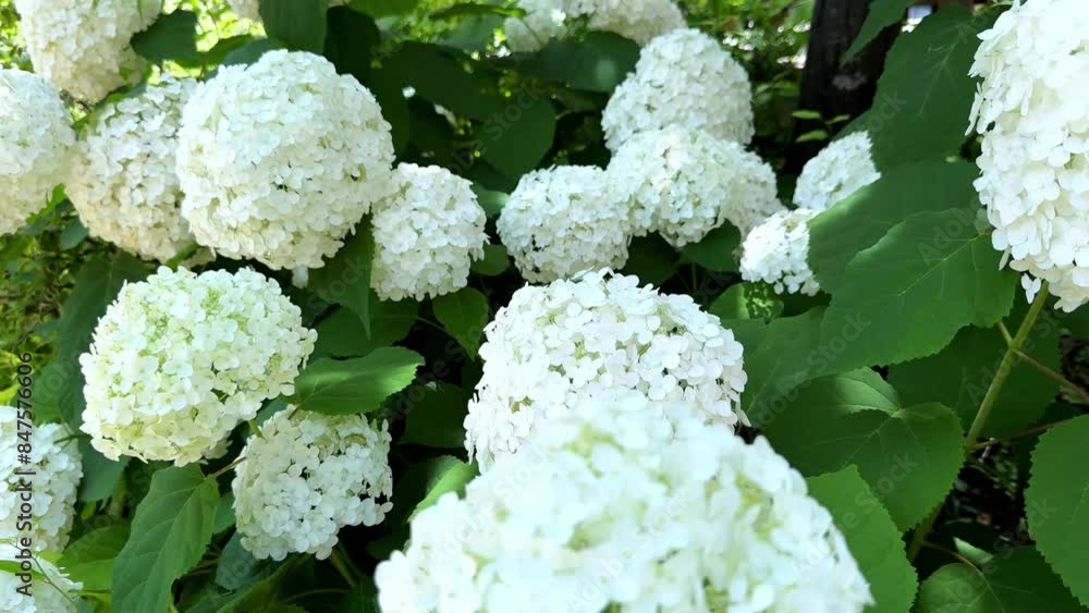 Beautiful white hydrangeas in full bloom in a garden setting on a sunny day