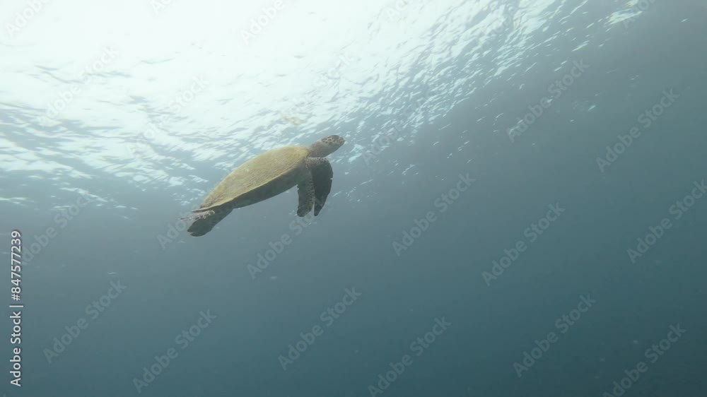 A majestic hawksbill sea turtle glides gracefully beneath the backlit ocean's surface. The tranquil scene, illuminated by soft natural light, captures the serene beauty and rich biodiversity. A majestic hawksbill sea turtle glides gracefully beneath the backlit ocean's surface. The tranquil scene, illuminated by soft natural light, captures the serene beauty and rich biodiversity.