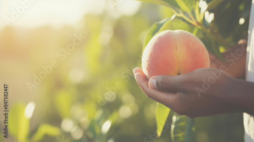 農業, 農家, 植物, 果物, 桃, 手, 収穫, 桃を収穫する男性の手, agriculture, farmer, plant, fruit, peach, hand, harvest, man's hand harvesting peach
 photo