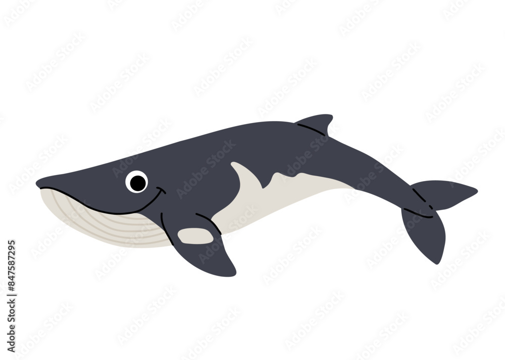 Vector cartoon illustrations of minke whale on a white background. Flat cute icon of whale. Underwater world, ocean, underwater inhabitants. Vector cartoon illustrations of minke whale on a white background. Flat cute icon of whale. Underwater world, ocean, underwater inhabitants.