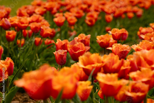 Orange-red frilled garden tulip flowers with center focus