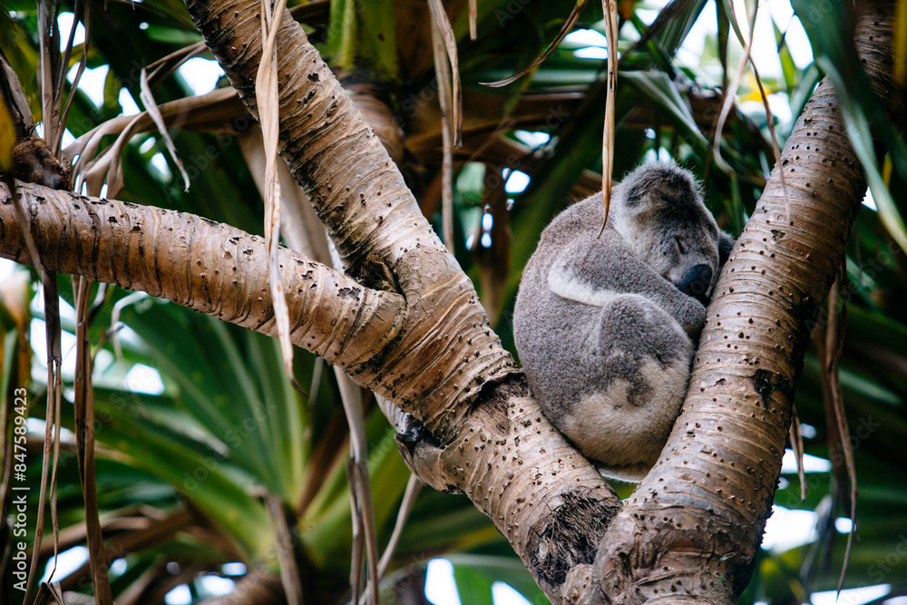 Obraz premium Koala sleeping in a tree