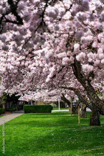 Cherry blossom alley in Kirkland Washington