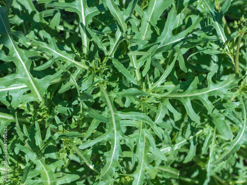Close-Up of Fresh Green Arugula Leaves in a Garden for Healthy Spring Salad Ingredients Close-Up of Fresh Green Arugula Leaves in a Garden for Healthy Spring Salad Ingredients
