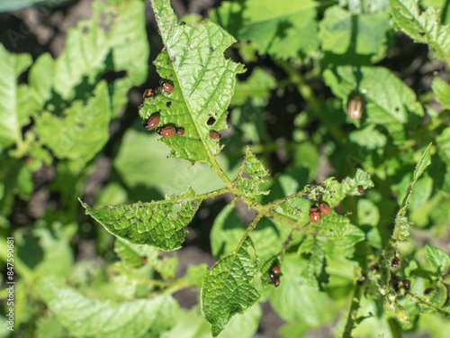 Close-Up of Potato Plant Leaves Infested with Colorado Potato Beetles in Garden photo