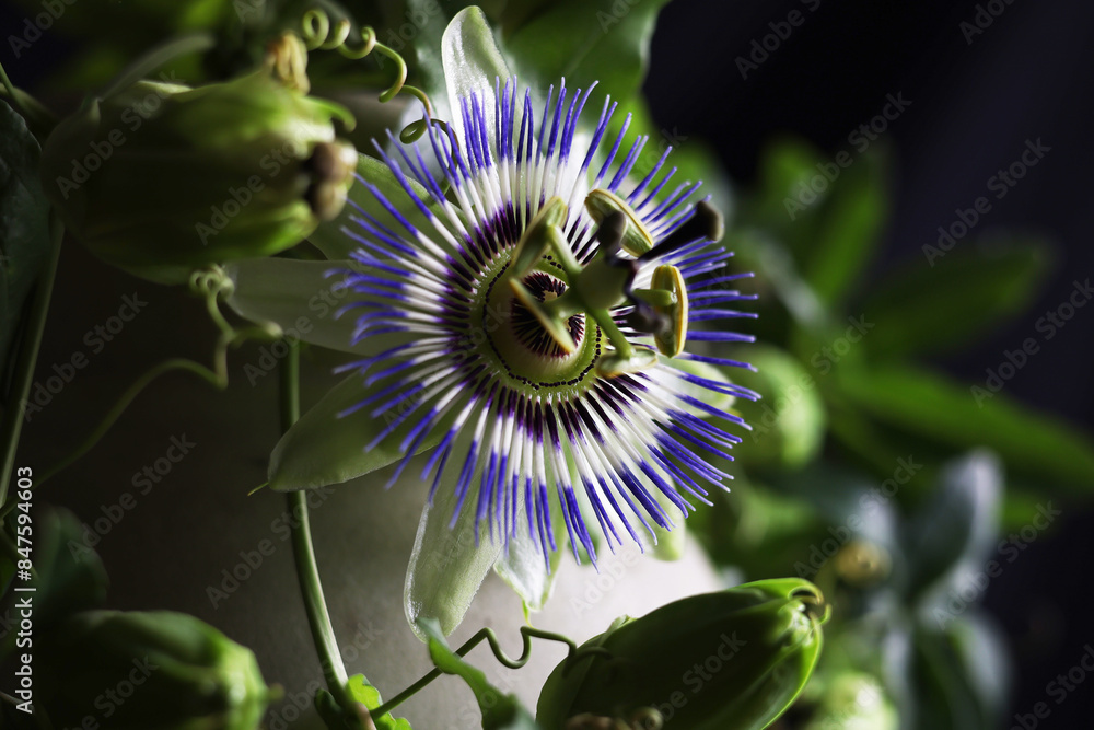 Magnifici fiori di passiflora in primo piano Magnifici fiori di passiflora in primo piano
