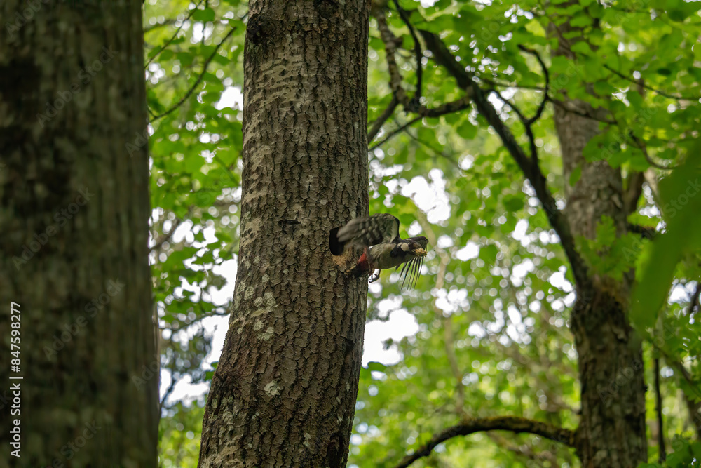 Great Spotted Woodpecker (Dendrocopos major) in fly Great Spotted Woodpecker (Dendrocopos major) in fly