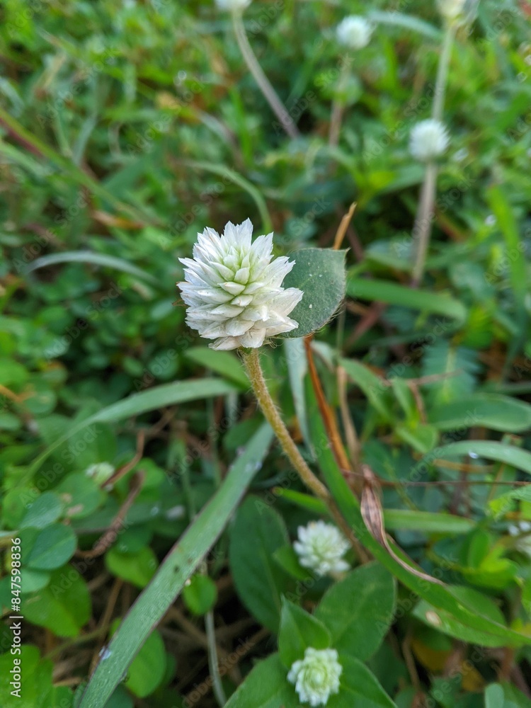 Kenop flower or Gomphrena globosa is a wild plant in the yard B Kenop flower or Gomphrena globosa is a wild plant in the yard B