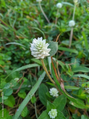 Kenop flower or Gomphrena globosa  is a wild plant in the yard B photo