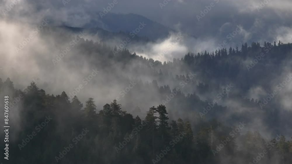 Immerse in the mystical Redwood forest with this aerial push shot through fog along the treetops, unveiling the serene and ancient beauty of towering trees shrouded in ethereal mist. Immerse in the mystical Redwood forest with this aerial push shot through fog along the treetops, unveiling the serene and ancient beauty of towering trees shrouded in ethereal mist.