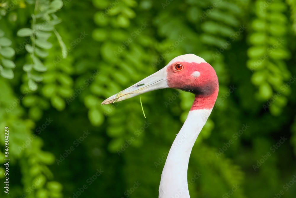 Fototapeta premium Oiseau