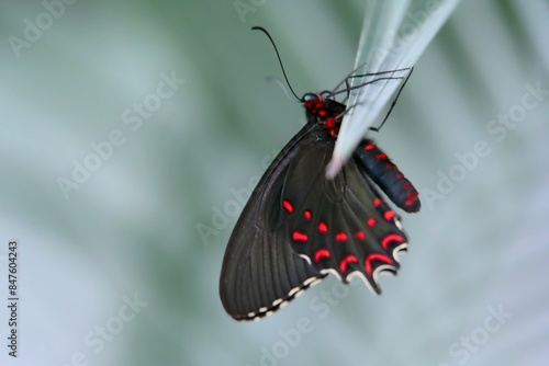 Papillon
