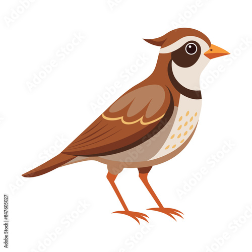 illustration of a skylark bird on white