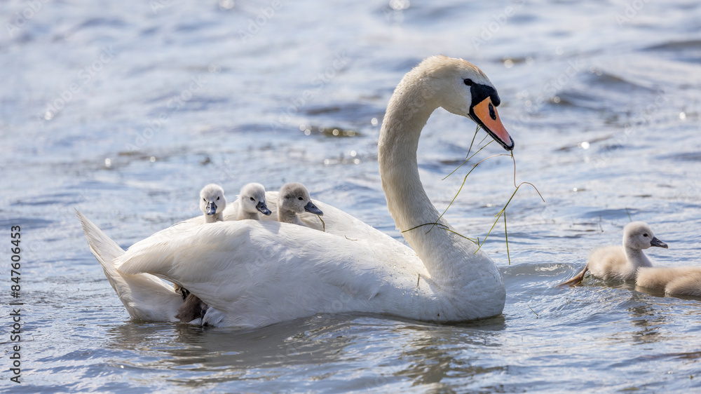 Mute swan with its young on a pond Mute swan with its young on a pond