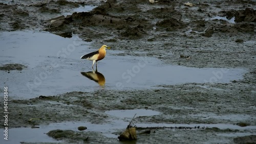 Hunter bird Javan pond heron or Ardeola speciosa fishing in the wetland near the river.