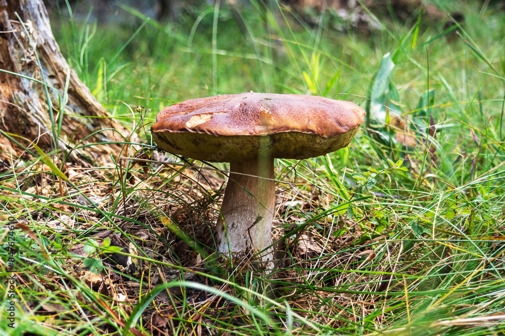 Large white mushroom in the grass , collecting mushrooms in the forest Large white mushroom in the grass , collecting mushrooms in the forest