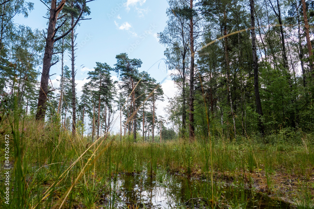 Image of the forest, trees, pine trees against the blue sky, low point of shooting. Image of the forest, trees, pine trees against the blue sky, low point of shooting.