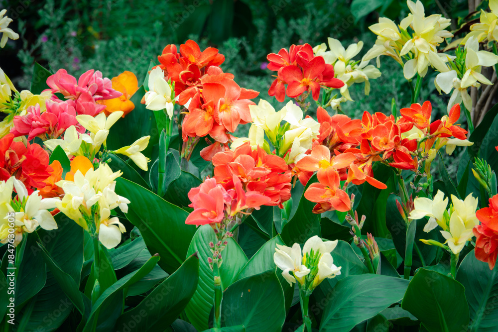 A bunch of flowers with different colors, including red, yellow, and white A bunch of flowers with different colors, including red, yellow, and white