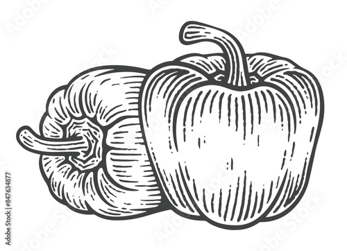 Hand Drawn Bell Pepper, Engraving Style Vector Illustration