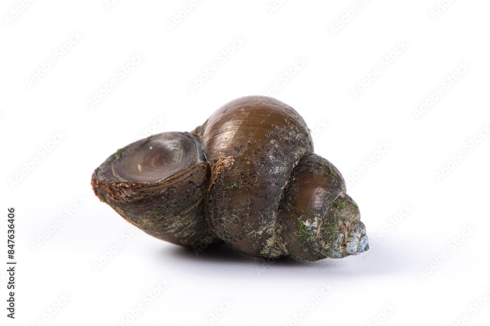 Obraz premium golden apple snail isolated on white background.