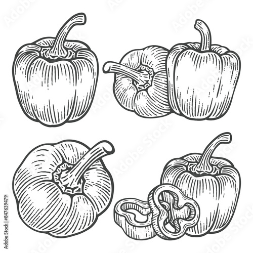 Set of Hand Drawn Bell Pepper, Engraving Style Vector Illustration