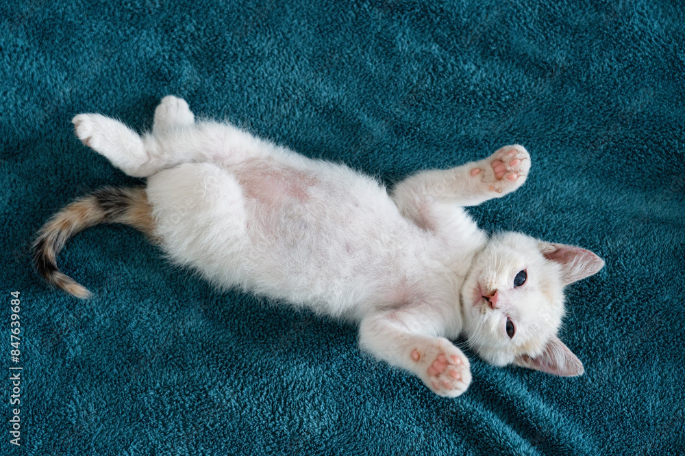 a white cat cat sleeping, resting, relaxing on a blue furry rug. a white cat cat sleeping, resting, relaxing on a blue furry rug.