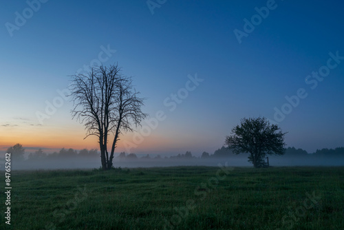 Wallpaper Mural tree in the fog Torontodigital.ca