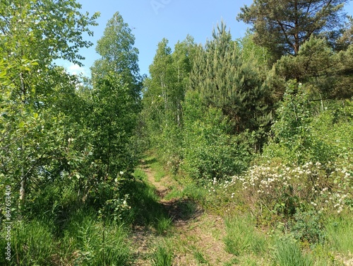 Rekyva forest during sunny summer day. Pine and birch tree woodland. Blueberry bushes are growing in woods. Sunny day with white and gray clouds in sky. Summer season. Nature. Rekyvos miskas.