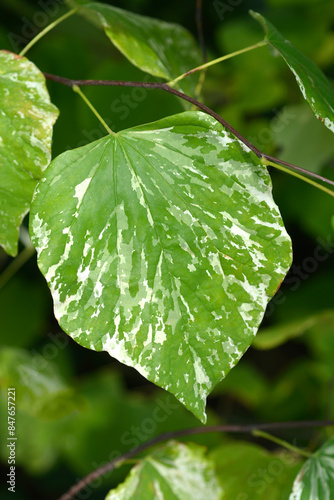 Canvas-taulu Eastern Redbud Alley Cat leaves