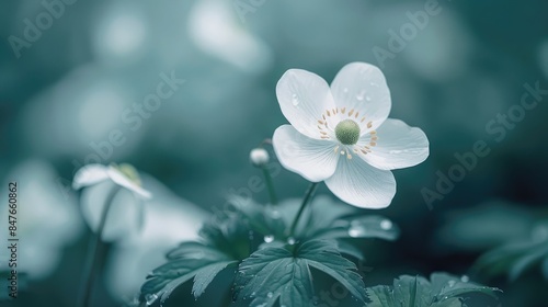 Anemone flower in white color searching in the outdoor natural setting