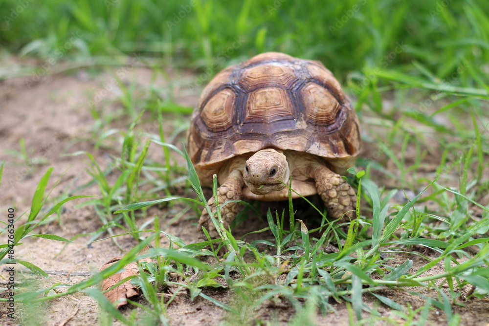 African Sulcata Tortoise Natural Habitat,Close up African spurred tortoise resting in the garden, Slow life ,Africa spurred tortoise sunbathe on ground with his protective shell ,Beautiful Tortoise African Sulcata Tortoise Natural Habitat,Close up African spurred tortoise resting in the garden, Slow life ,Africa spurred tortoise sunbathe on ground with his protective shell ,Beautiful Tortoise