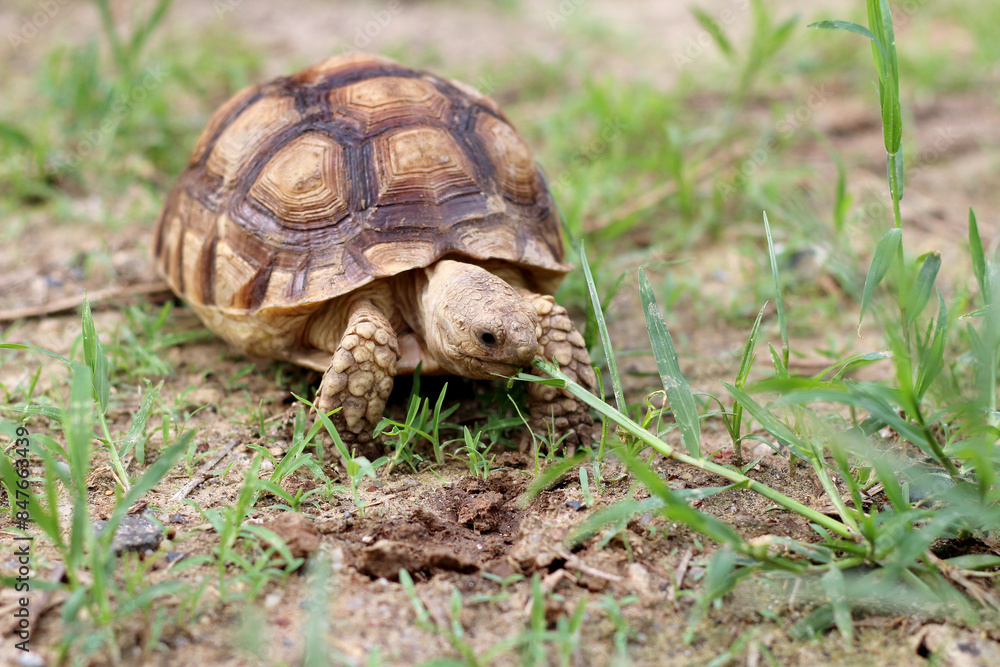 African Sulcata Tortoise Natural Habitat,Close up African spurred tortoise resting in the garden, Slow life ,Africa spurred tortoise sunbathe on ground with his protective shell ,Beautiful Tortoise African Sulcata Tortoise Natural Habitat,Close up African spurred tortoise resting in the garden, Slow life ,Africa spurred tortoise sunbathe on ground with his protective shell ,Beautiful Tortoise