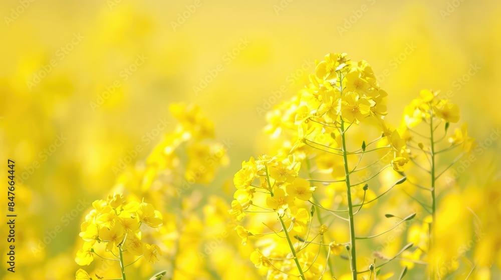 Bright blooms of canola plants Bright blooms of canola plants