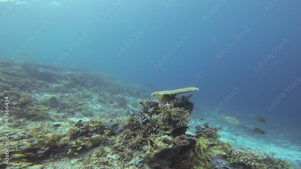 A scrawled filefish (Alutera scripta) hides beneath an Acropora coral in Raja Ampat, Indonesia. The camera moves closer in a dolly shot, capturing the intricate details of the coral and the filefish. A scrawled filefish (Alutera scripta) hides beneath an Acropora coral in Raja Ampat, Indonesia. The camera moves closer in a dolly shot, capturing the intricate details of the coral and the filefish.