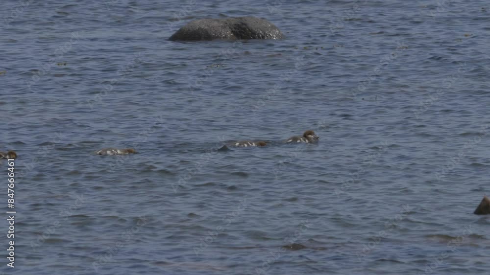 Common Merganser Or Goosander Sea Ducks Over Rippling Water Lake. Tracking Shot Common Merganser Or Goosander Sea Ducks Over Rippling Water Lake. Tracking Shot