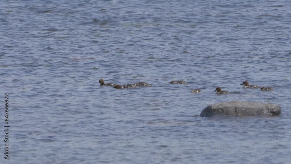 Flock Of Goosander Sea Ducklings Swimming Over Lake. Static Shot Flock Of Goosander Sea Ducklings Swimming Over Lake. Static Shot